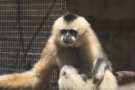 Northern white-cheeked crested gibbon