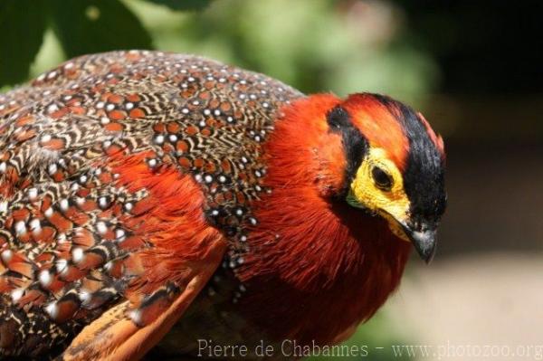 Blyth's tragopan *