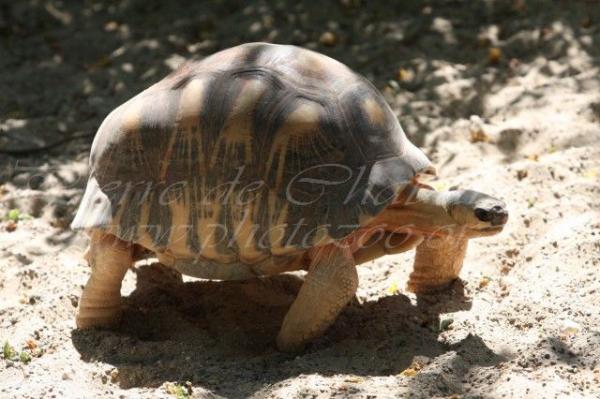 Radiated tortoise