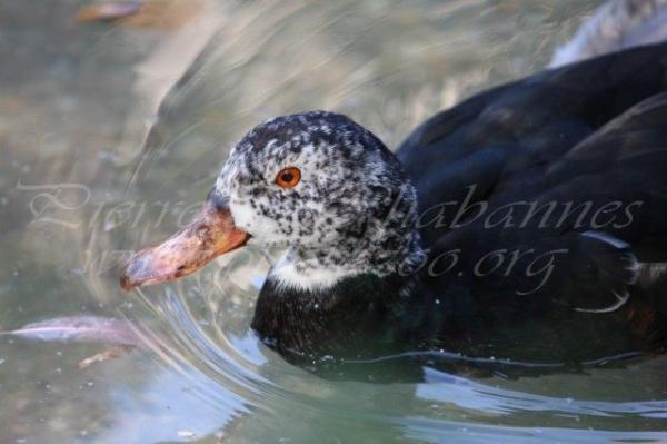 White-winged duck