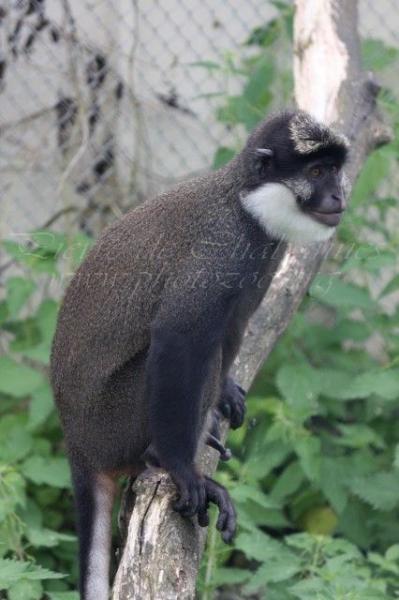 White-throated guenon