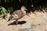 Plumed whistling-duck