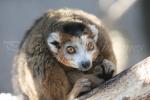 Crowned lemur