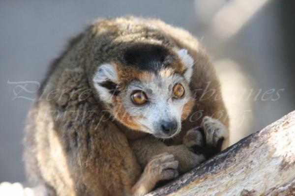 Crowned lemur