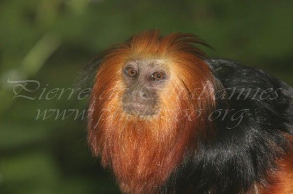 Golden-headed lion tamarin