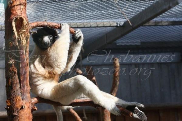 Crowned sifaka