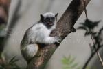 Pied tamarin