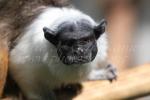 Pied tamarin