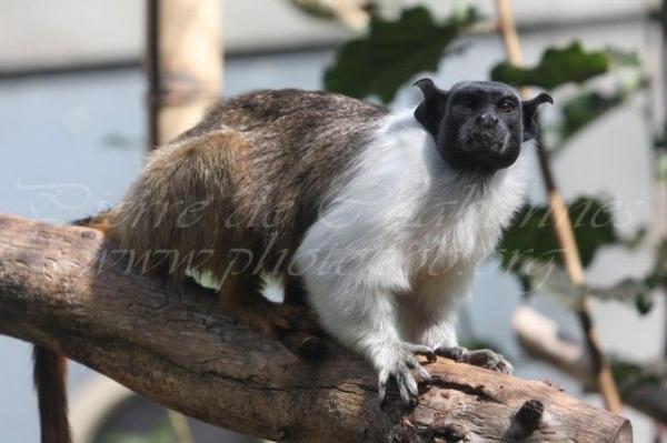 Pied tamarin