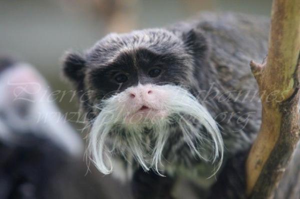 Emperor tamarin