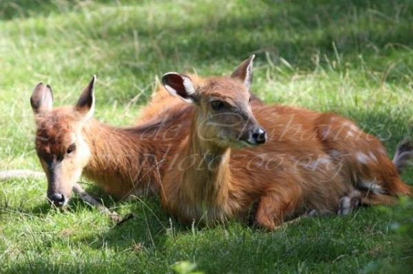 Western sitatunga