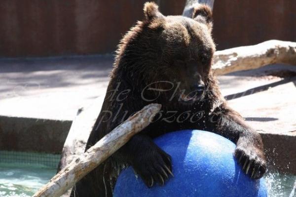 European brown bear