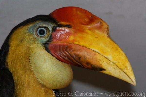 Wrinkled hornbill *