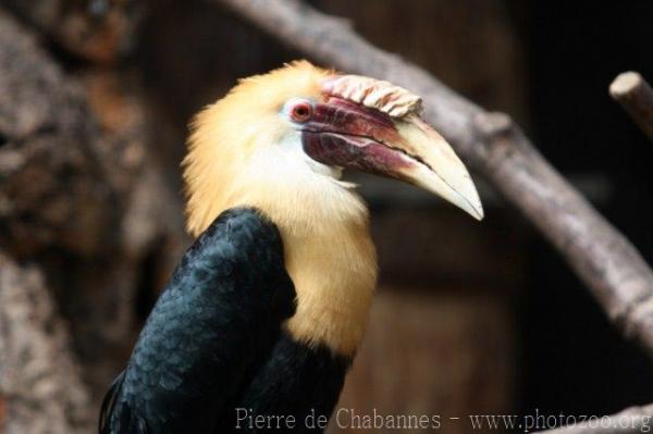 Papuan hornbill *