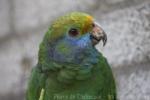 Blue-cheeked amazon *