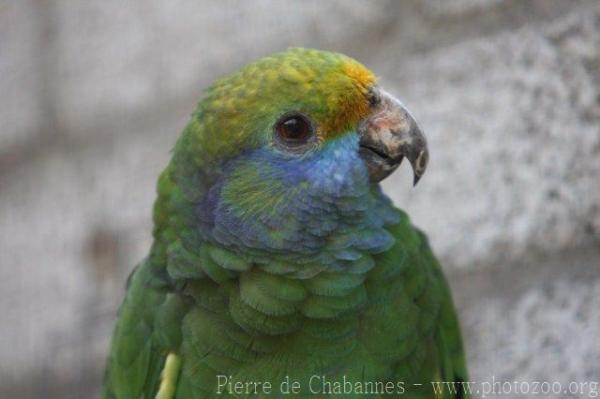 Blue-cheeked amazon *