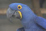 Hyacinth macaw *