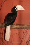 Palawan hornbill *