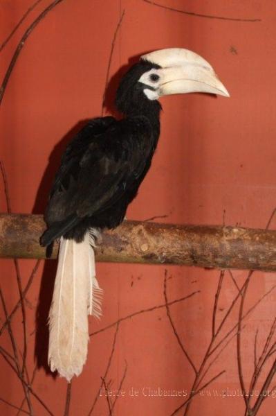 Palawan hornbill *