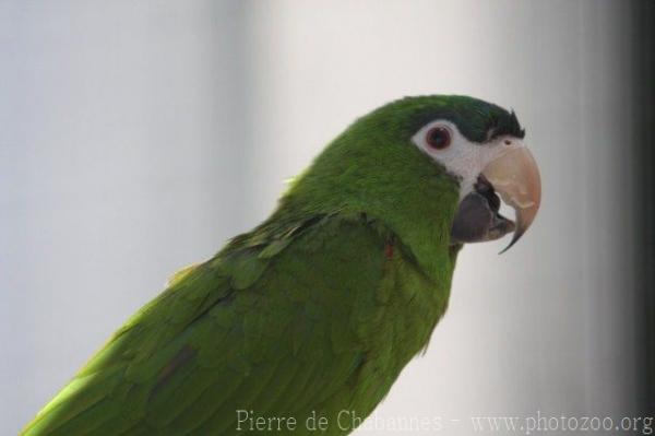 Red-shouldered macaw *