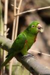 White-eyed parakeet *