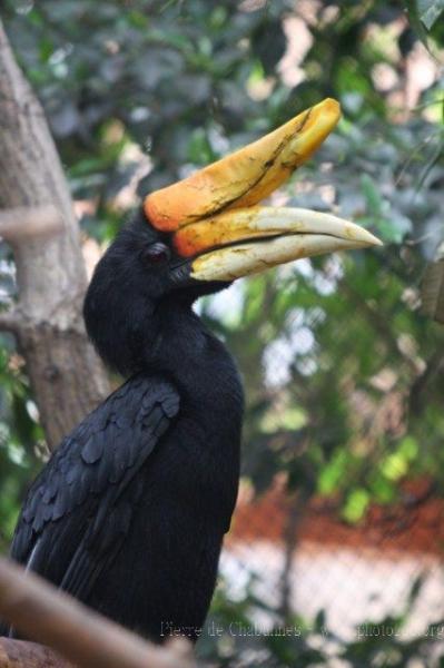 Javan rhinoceros hornbill *