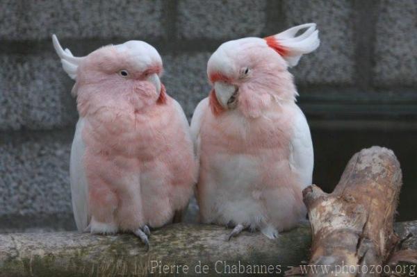 Major Mitchell's cockatoo *