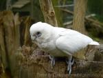 Little corella *