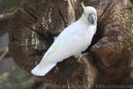 Abbott's yellow-crested cockatoo *