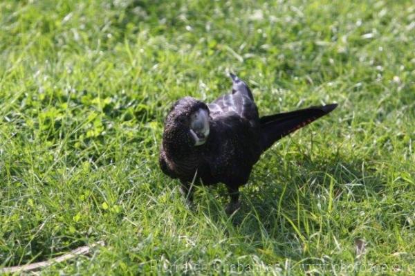 Red-tailed black-cockatoo *