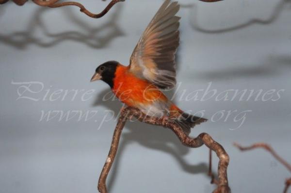 Red siskin *