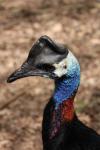 Dwarf cassowary *