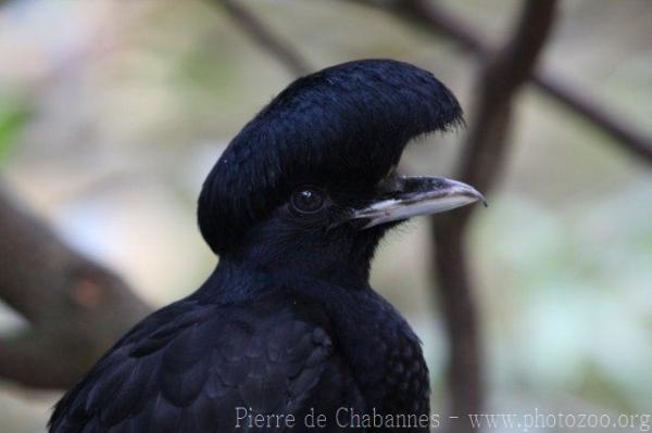 Long-wattled umbrellabird *