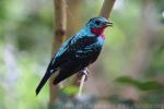 Spangled cotinga *