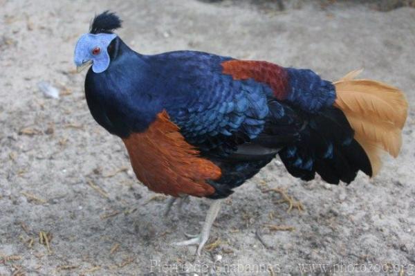 North Bornean crested fireback pheasant *