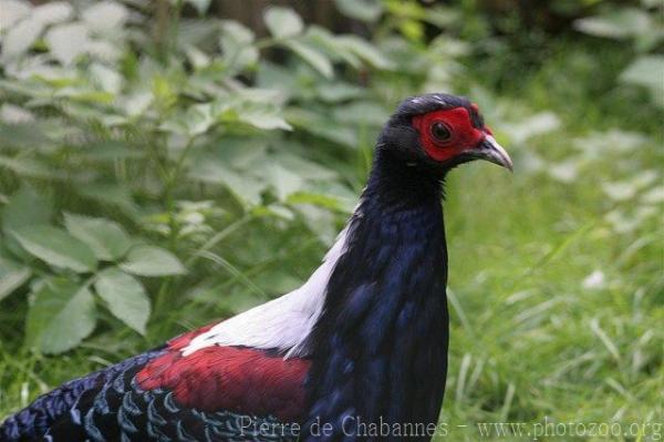 Swinhoe's pheasant *