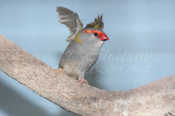 Red-browed finch *