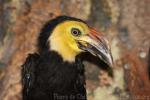 Sulawesi hornbill *