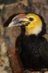 Sulawesi hornbill *