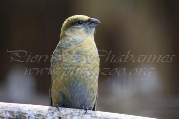 Pine grosbeak *