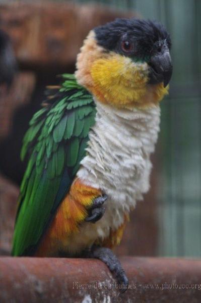 Black-crowned caique *