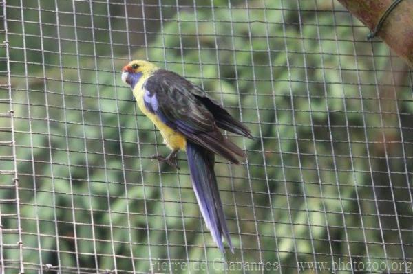 Green rosella *