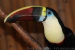 Red-billed toucan *