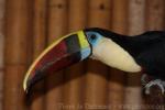 Red-billed toucan *