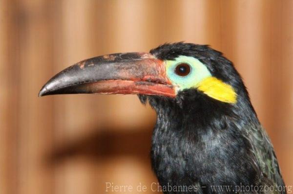 Guianan toucanet *