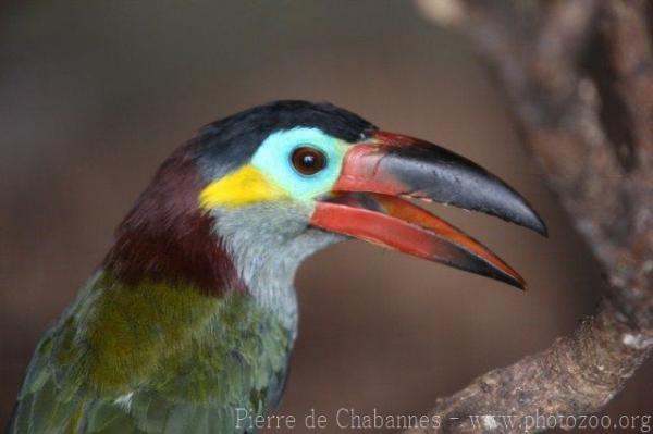 Guianan toucanet *