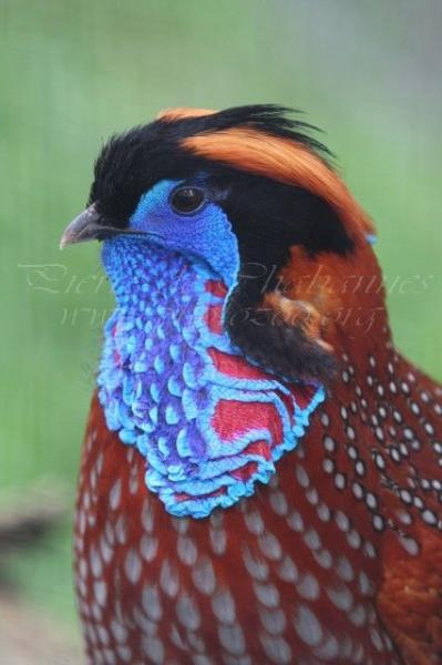 Temminck's tragopan *