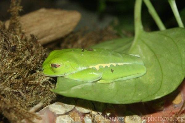 Red-eyed tree-frog