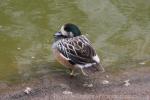 Chiloe wigeon