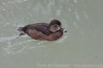 Ring-necked duck